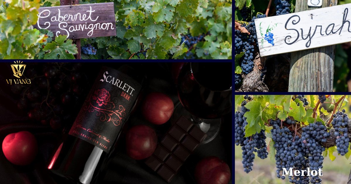 Rượu vang Scarlett dark được làm từ 3 giống nho cabernet sauvignon / syrah / merlot